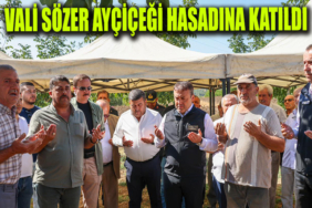 ayçiçeği manşet