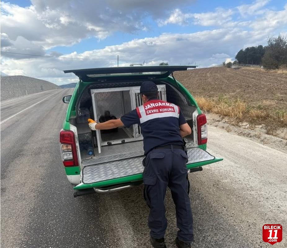 Yaralı Atmaca Tedavi Altına Alındı