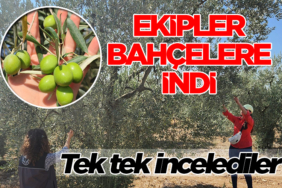 zeytin