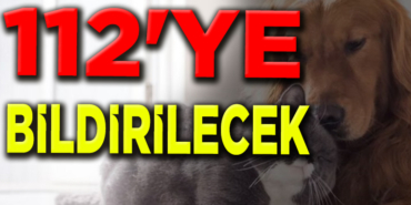 SOKAK HAYVAN