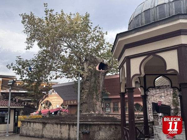 Bursa'nın simgelerinden Ulu Cami'nin bahçesindeki tarihi çınarın dalı kırıldı