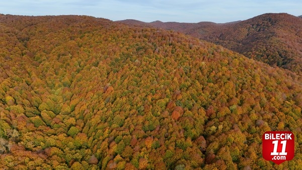 Kırklareli'nin Longoz ve Istranca ormanları sonbaharın renklerine büründü