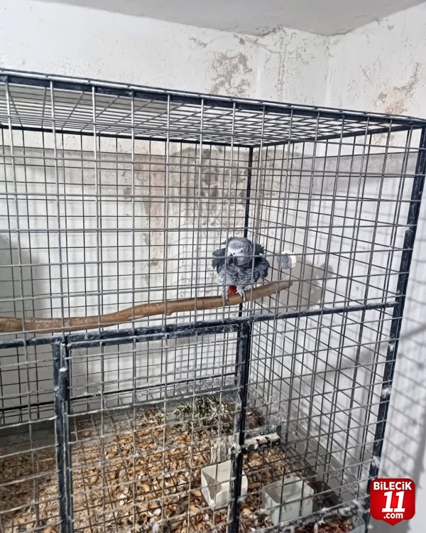 Tekirdağ'da yasa dışı yollarla yurda sokulan 21 papağan ele geçirildi