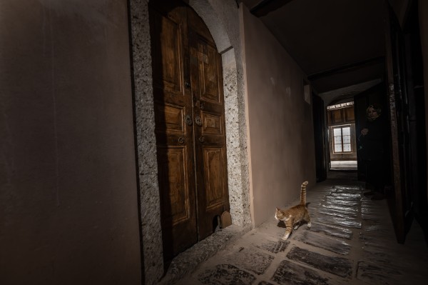 Topkapı Sarayı'nın kedi kapısı, Mülayim'in torunu "Şerbet"le yeniden hayat buldu