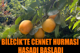 cennet hurması