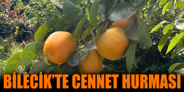 cennet hurması