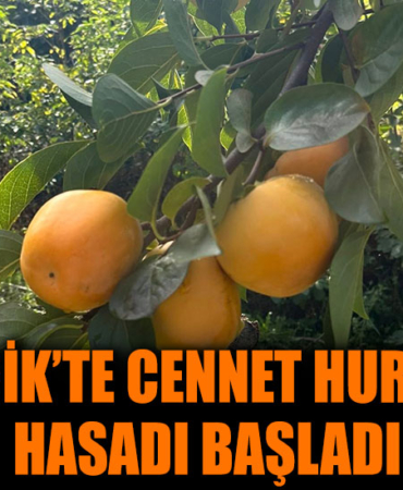 cennet hurması