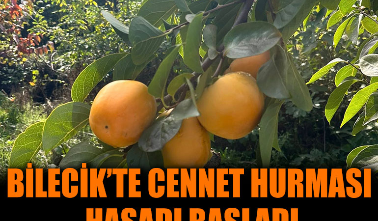 cennet hurması