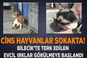kop manşet