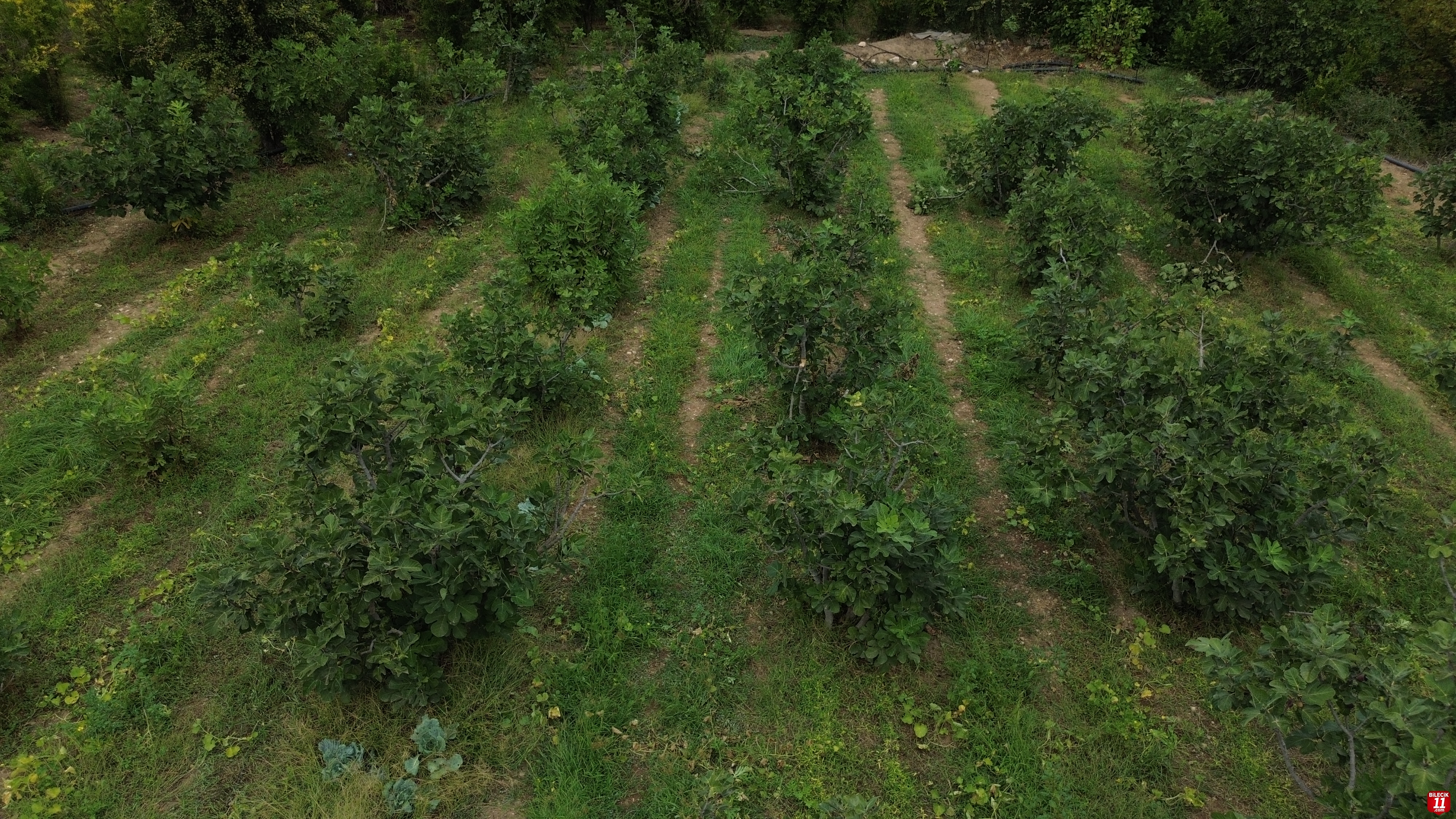 Bilecik'te incir hasadı sürüyor
