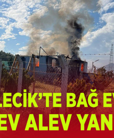 alev