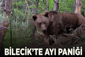 ayı