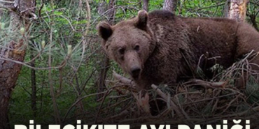 ayı