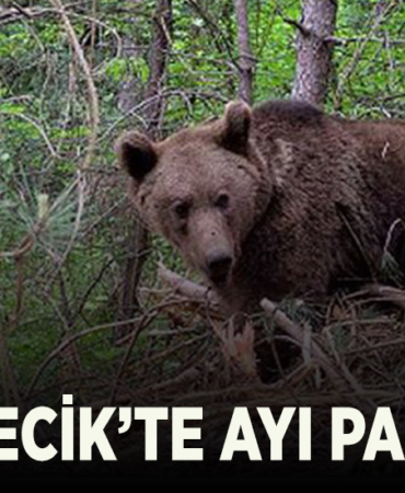ayı