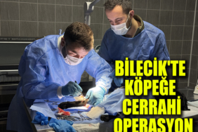 köpekkkkk