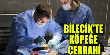 köpekkkkk
