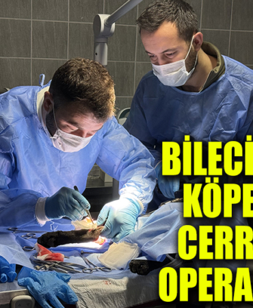 köpekkkkk