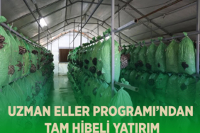 tam