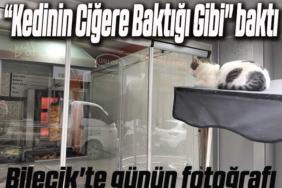 KEDİ