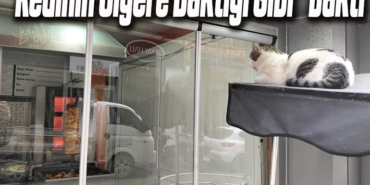 KEDİ