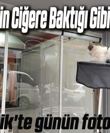 KEDİ