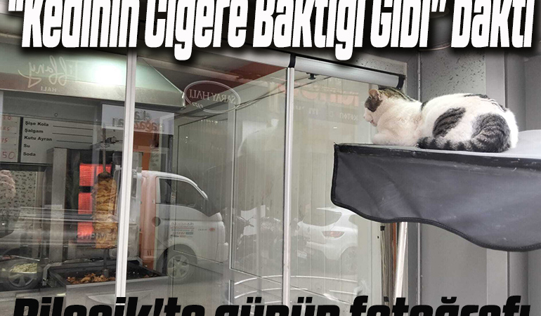 KEDİ