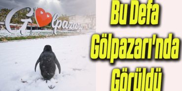 penguen