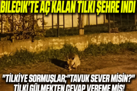 tilki