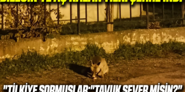 tilki