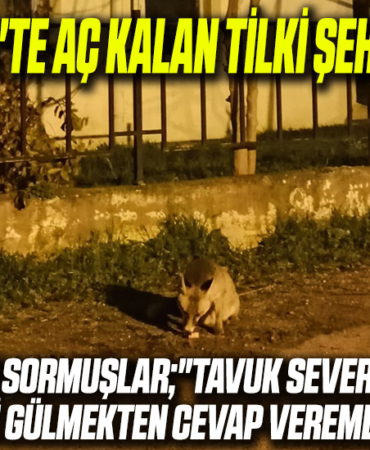 tilki