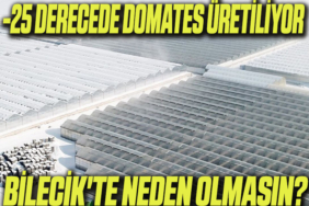 DOMATES