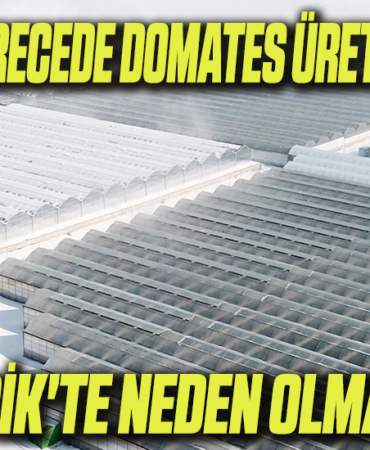DOMATES