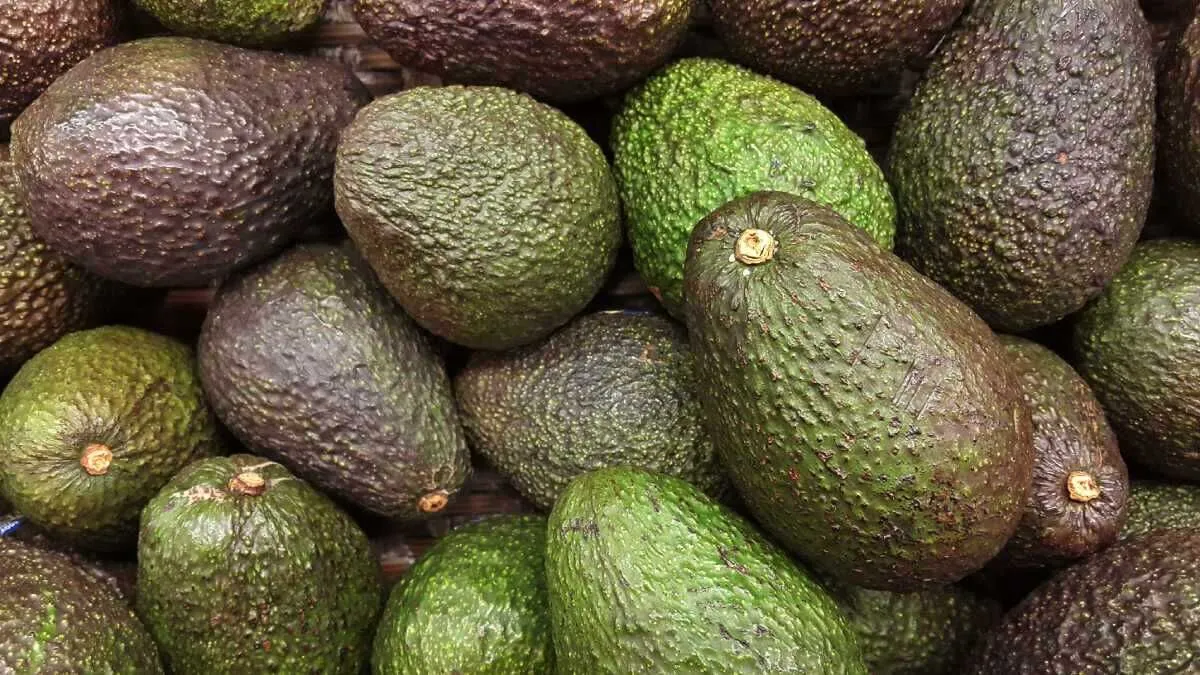 Avokado vitamin ve mineral açısından zengindir
