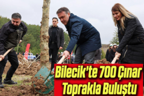 çınar