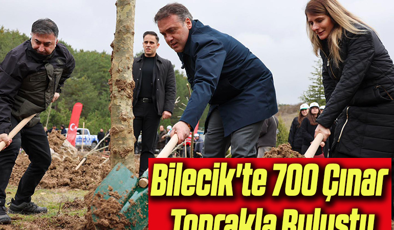 çınar