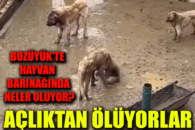 yjmnfhkmjguöl