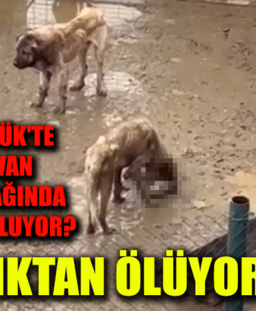yjmnfhkmjguöl