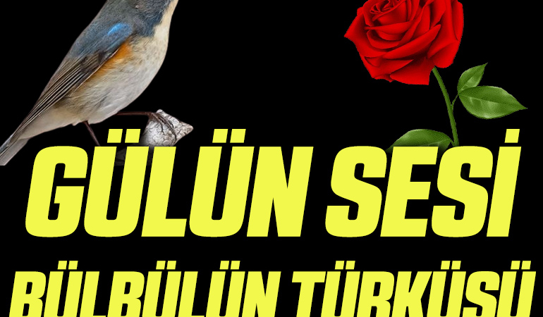 GÜL