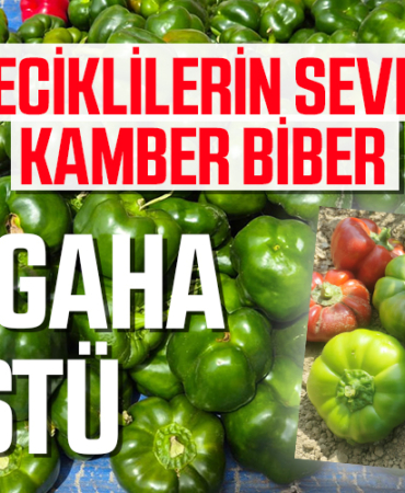 TEZGAHA DÜŞTÜ