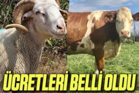 ÜCRET