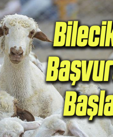 başvuru