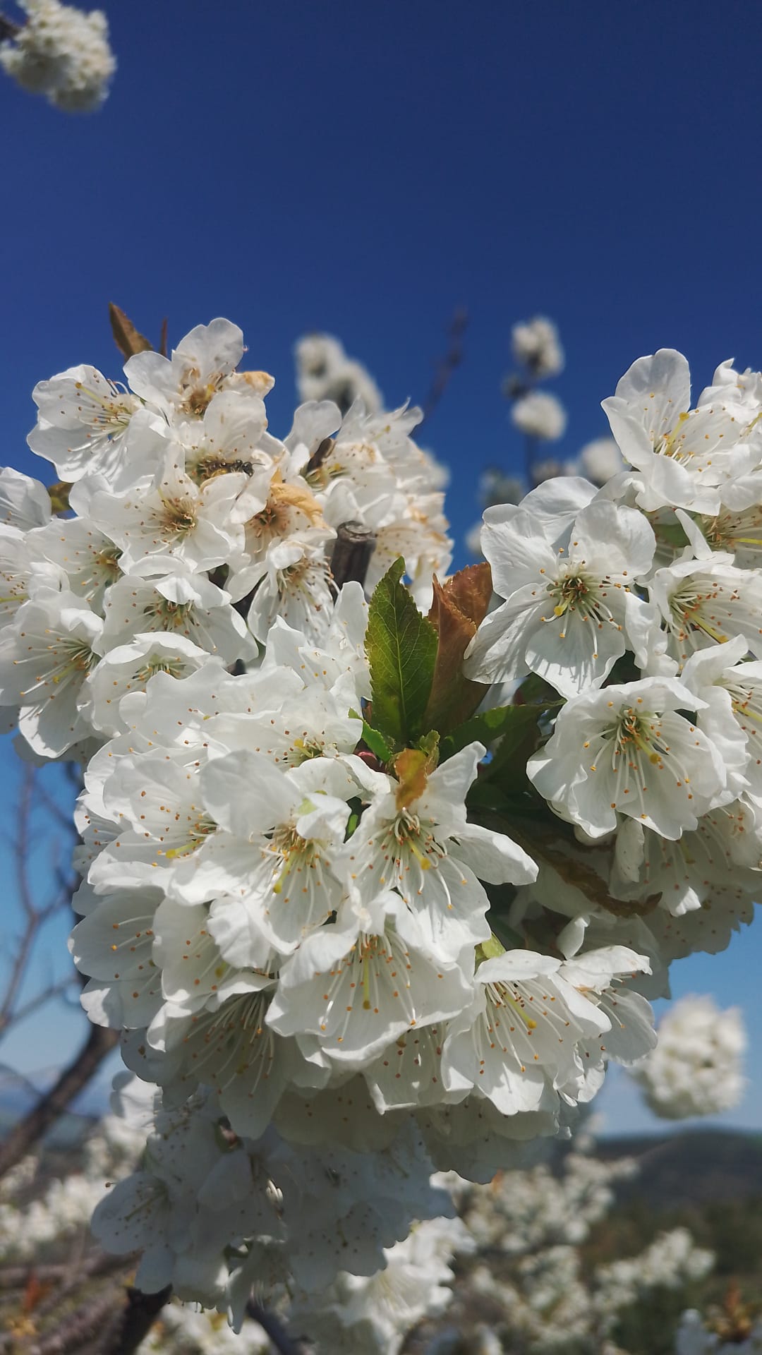 Bilecik yaz havası esmeye başladı