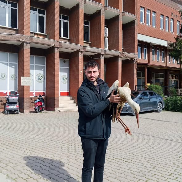 Yaralı Halde Bulunan Leylek Tedaviye Alındı