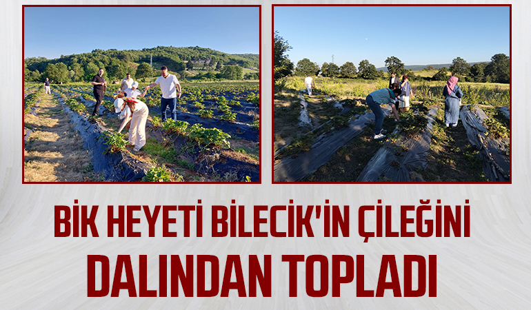 BİK Heyeti Bilecik'in Çileğini Dalından Topladı