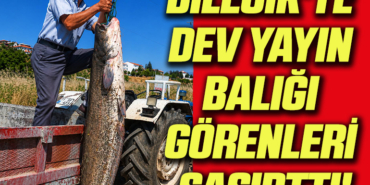 balık