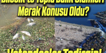 balık