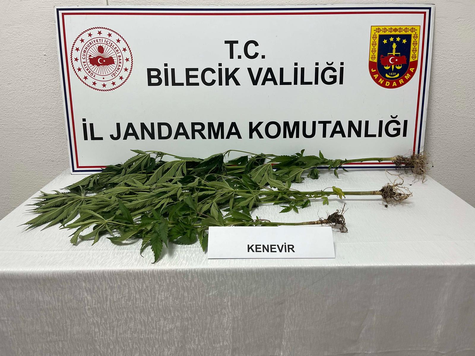 Bilecik’te Kenevir Operasyonu: 3 Kök Ele Geçirildi