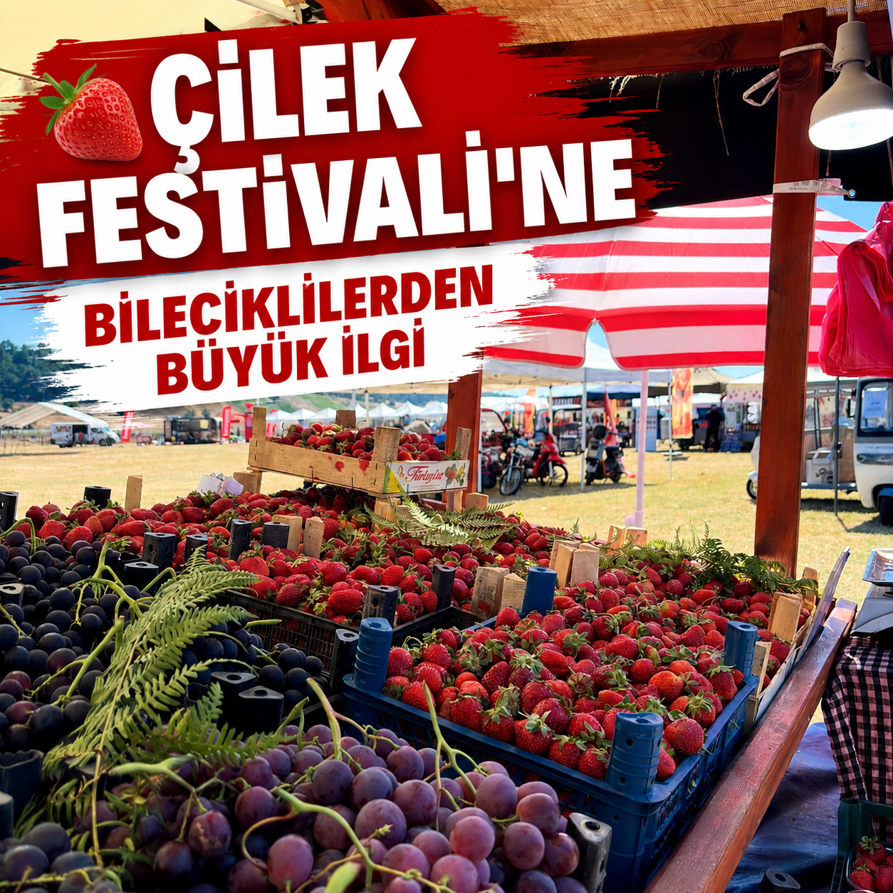 Çilek Festivali'ne Bileciklilerden büyük ilgi