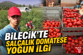domates
