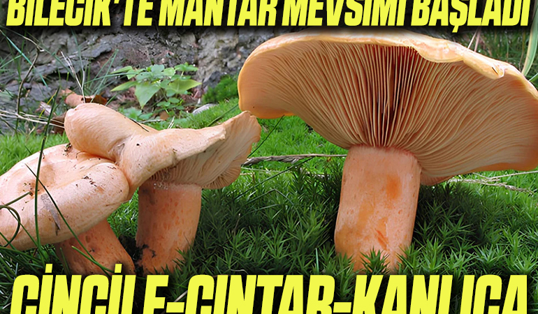 mantar